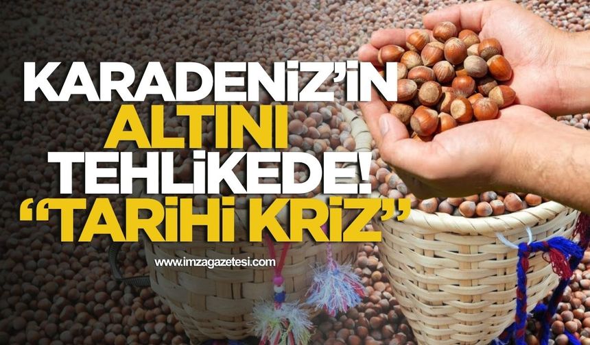 Karadeniz’in Altını Tehlikede! Fındıkta Tarihi Kriz!