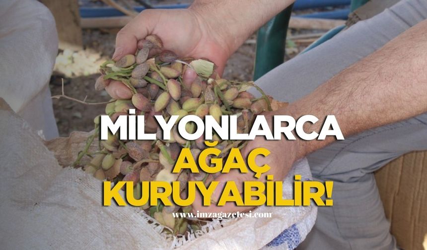 Milyonlarca ağaç kuruyabilir!