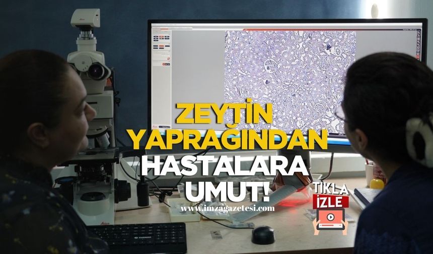 Dünyada İlk Çalışma! Zeytin yaprağından hastalara umut!