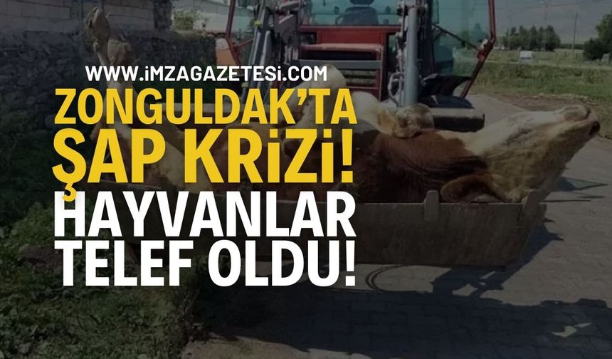 Zonguldak Devrek'te Şap Krizi! Vatandaş Endişeli!