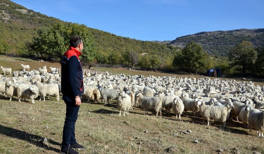 Bolu Tiftik Keçisi Üretimine 3 Milyon Liralık Dev Destek