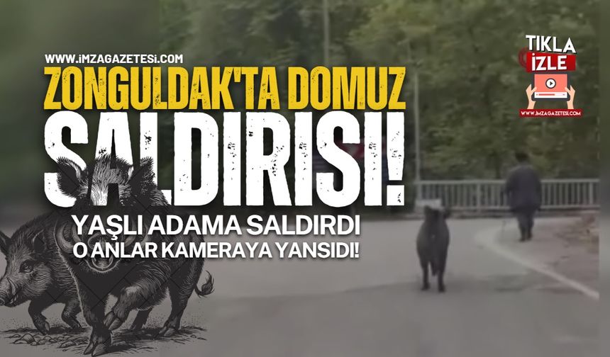 Zonguldak'ta Domuz Saldırısı! Yaşlı Adam Son Anda Kurtuldu!