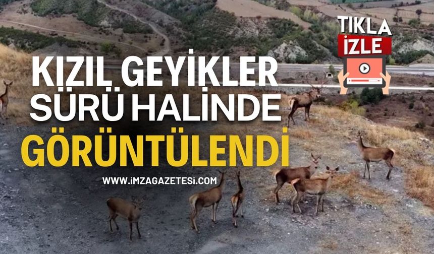 Kızıl Geyikler Sürü Halinde Görüntülendi...