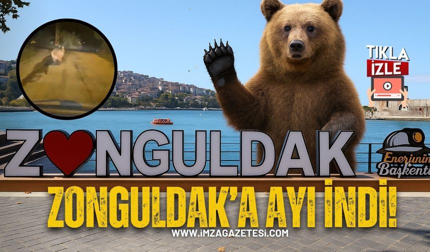 Zonguldak'a ayı indi! O anlar kameralara yansıdı!