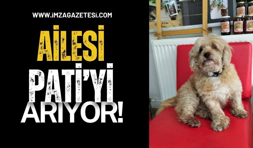 Kilimli’de kaybolan Pati için seferberlik: 16 yaşındaki Terrier Cinsi Köpek Aranıyor