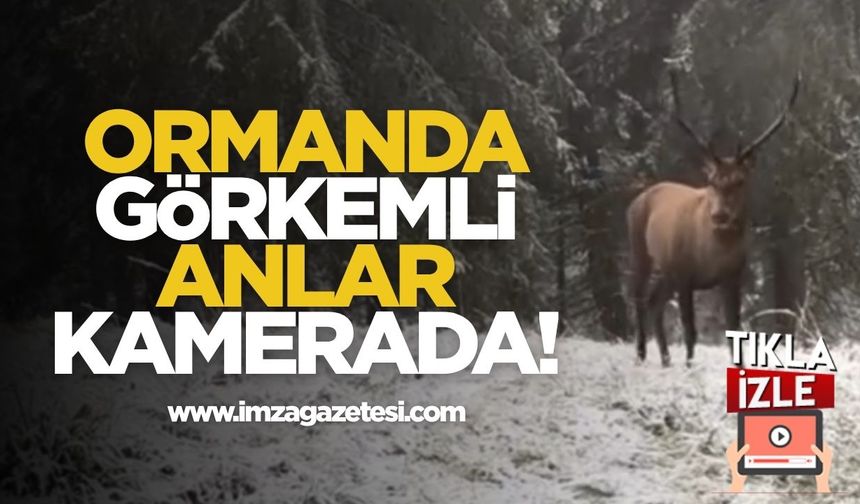 Ormanda Görkemli Anlar Kamerada!