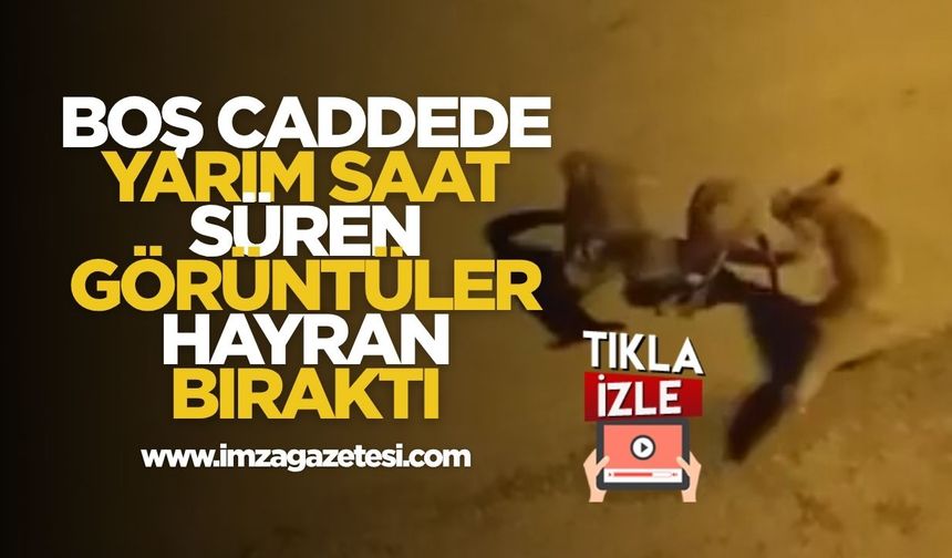 Boş Caddede Yarım Saat Süren Görüntüler Hayran Bıraktı...