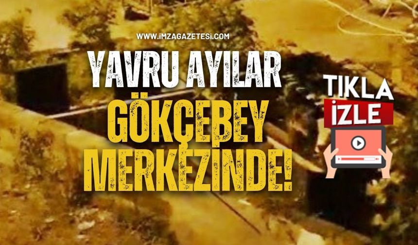 Yavru Ayılar Gökçebey Merkezinde!