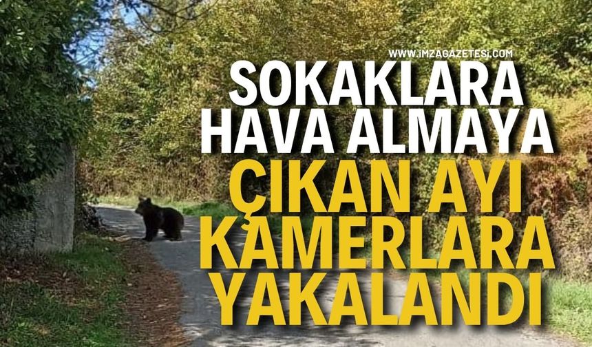 Sokaklara Hava Almaya Çıkan Ayı Kameralara Yakalandı