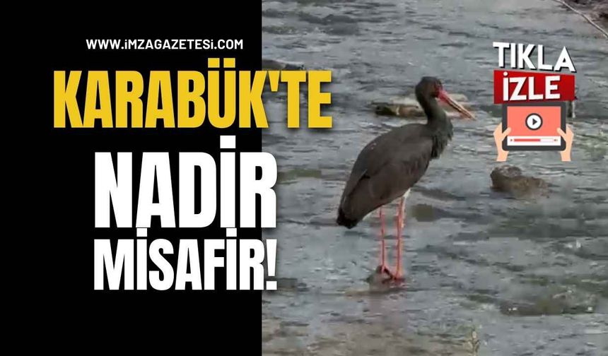 Karabük’te Nadir Misafir!
