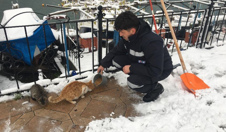 Ereğli Belediyesi sokaktaki canları unutmadı!