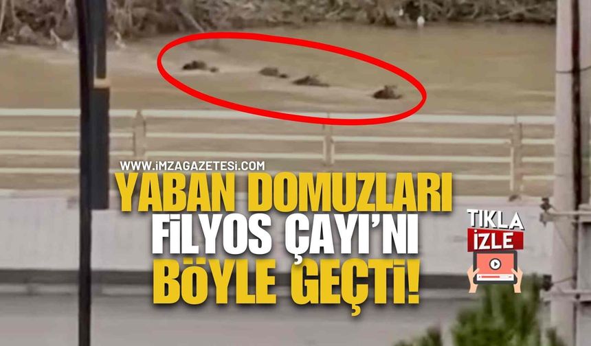 Yaban Domuzları Filyos Çayı’nı Böyle Geçti!