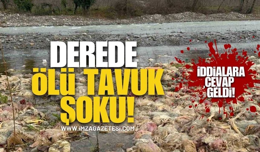 Deredeki Ölü Tavuklar Gündem Oldu! Çiftlik Sahibinden İddialara Cevap!