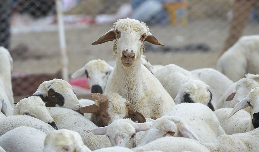 Komşuda Hayvancılığa İlgi Duyanlara Duyuru!