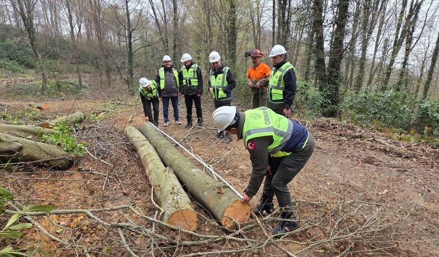 Beldelerdeki Ormanlarda Bakım Çalışmaları!