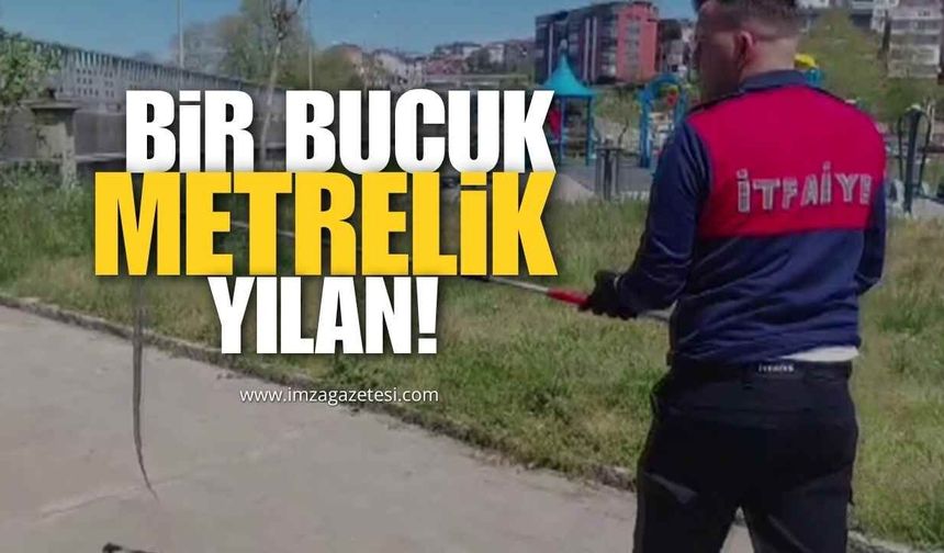 Alaplı'da Dernek Binasına Girmeye Çalışan 1,5 Metrelik Yılan Yakalandı