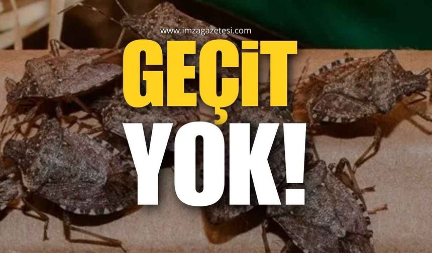 Kahverengi Kokarcaya Geçit Yok!