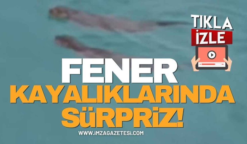 Fener Kayalıklarında Sürpriz Görüntü!