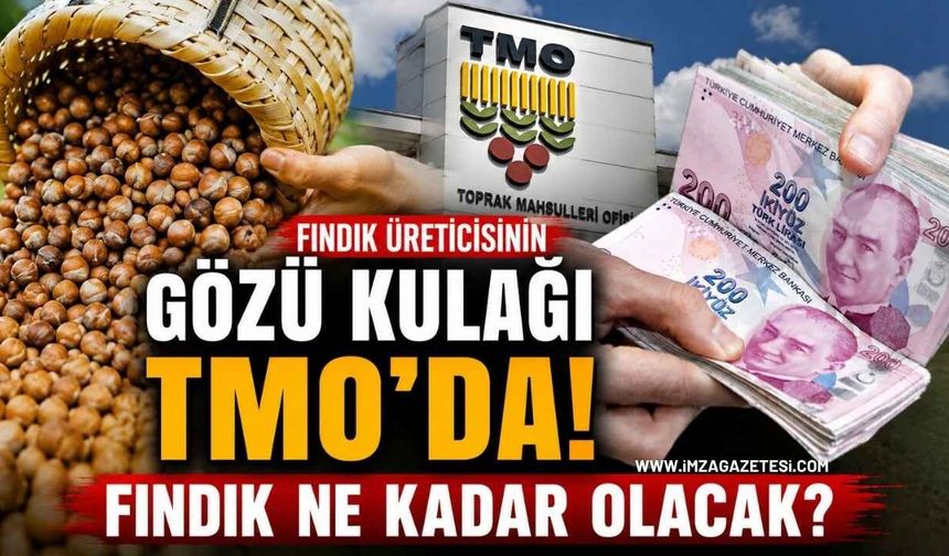 Fındık Üreticisinin Gözü Kulağı TMO’da! Fındık Ne Kadar Olacak?