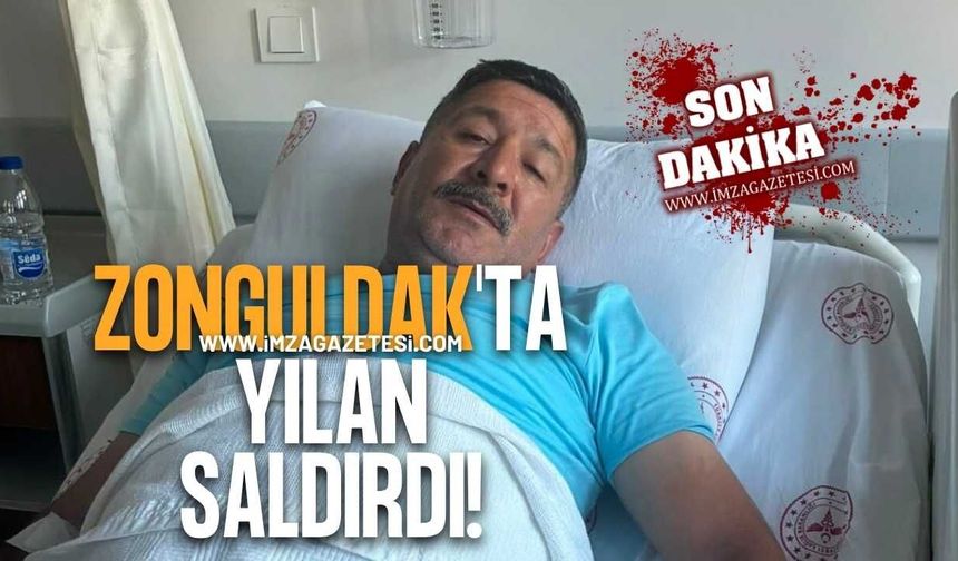 Zonguldak'ın İlçesinde Yılan Saldırısı!