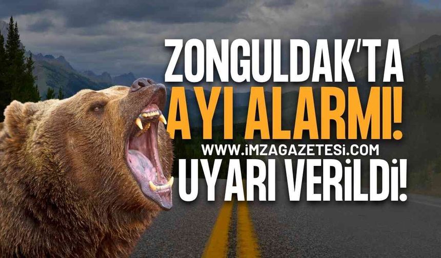 Zonguldak'ta Ayı Alarmı: Armutlucuma Yolu İçin Uyarı Verildi