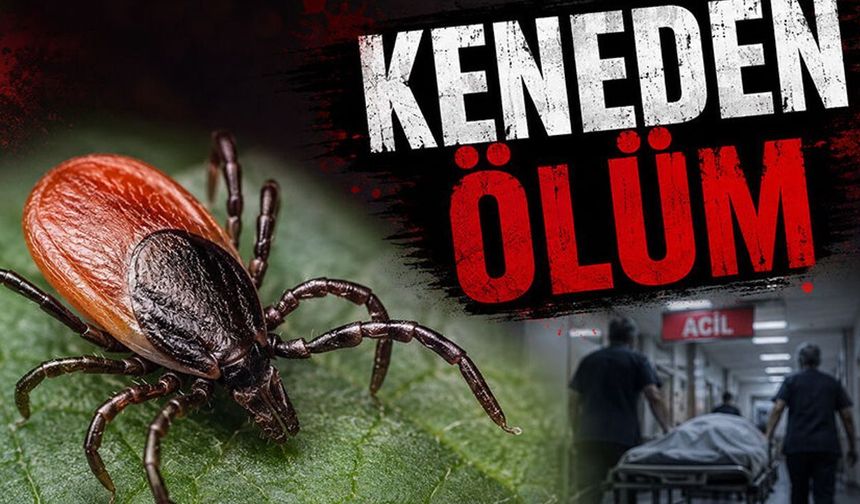 Türkiye'nin Kabusu Geri Geldi! Keneden Batı Karadeniz'de Ölüm!