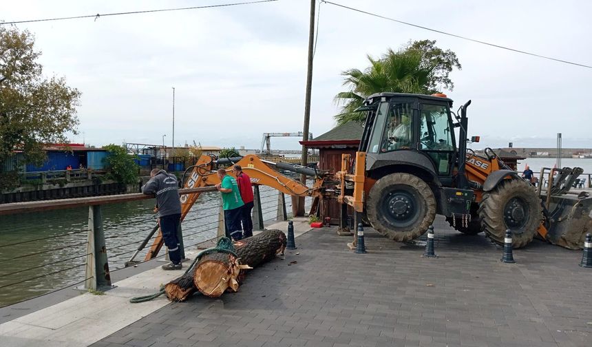 Zonguldak'ta Liman Kıyısına Vuran Dev Ağaç Kütüğü Denizden Çıkarıldı