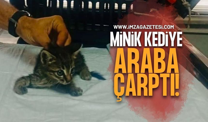 Aracın Çarptığı Yavru Kediye Zabıta Şefkati