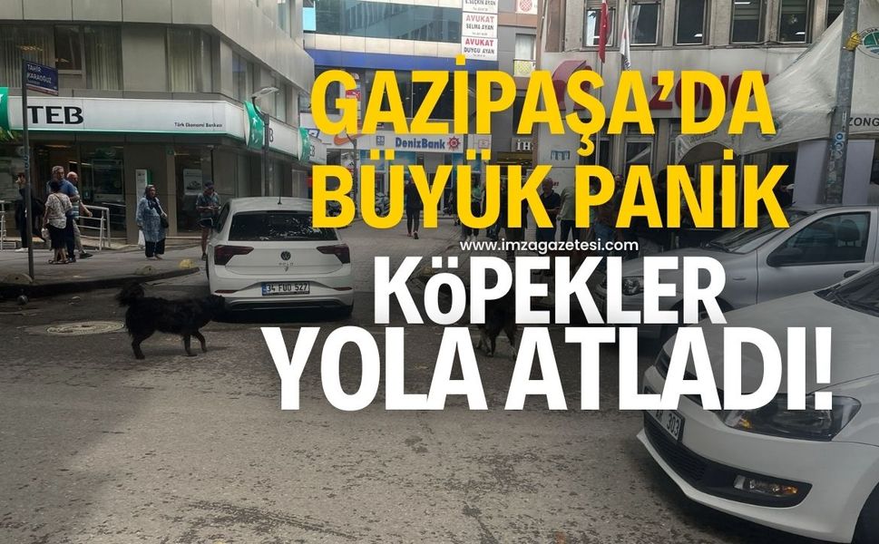 Gazipaşa caddesinde yola atlayan köpekler paniğe neden oldu!