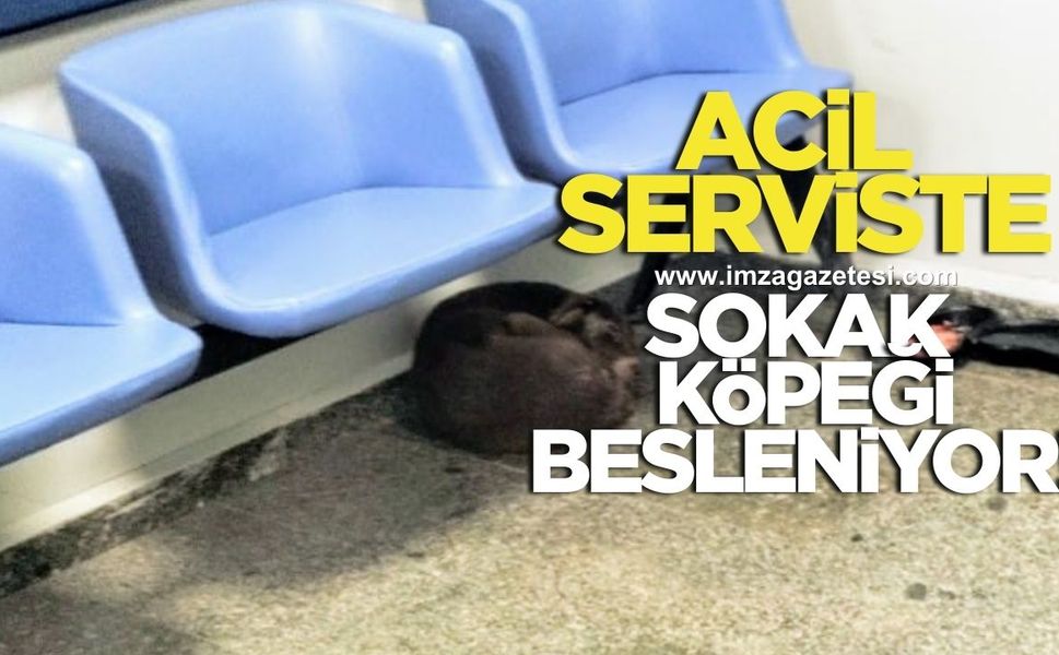 ACİL SERVİSTE SOKAK KÖPEĞİ BESLENİYOR!