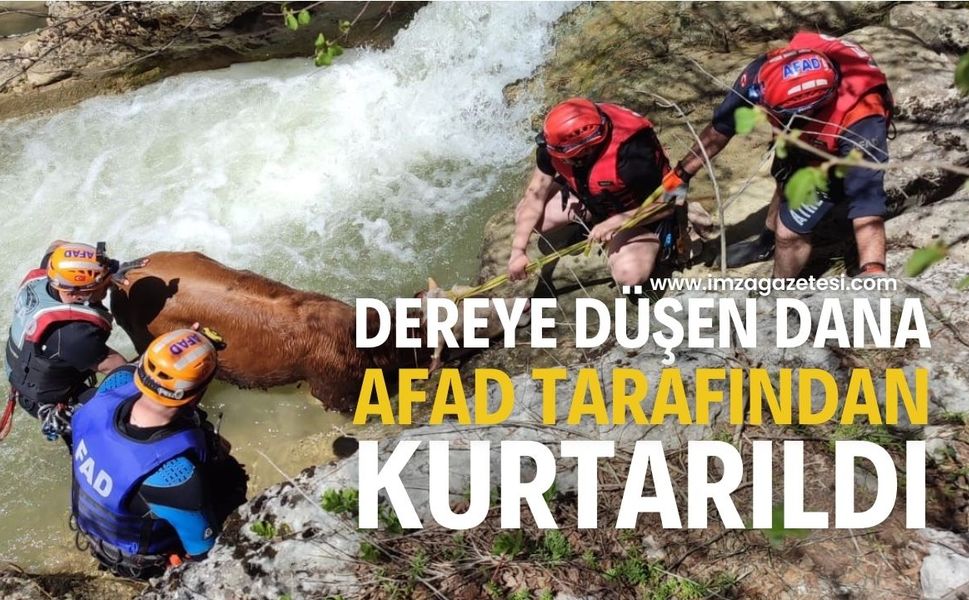 Derede mahsur kalan dana AFAD ekiplerince kurtarıldı...