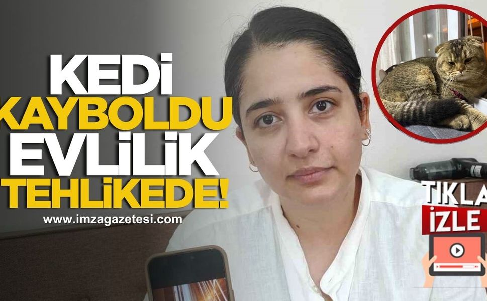 Kedisini bulana 15 bin lira ödül! Kedi kayboldu, evlilik tehlikede...