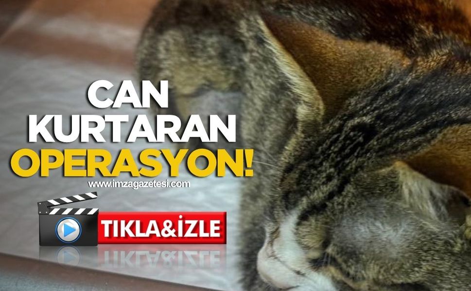 Zonguldak’ta Kedinin Mesanesinden Taş Çıkarıldı!