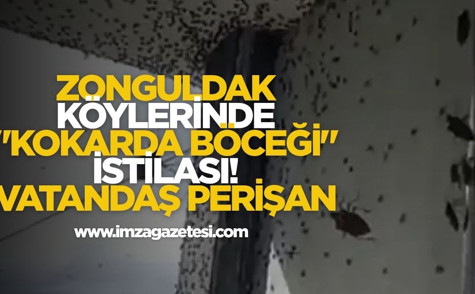 Zonguldak'ın Köylerinde Kokarca Böceği İstilası! Vatandaş Perişan!