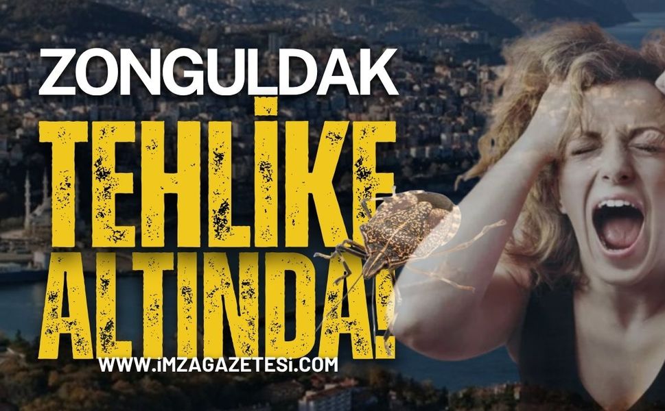 Zonguldak Tehlike Altında: Kahverengi Kokarca Böcek