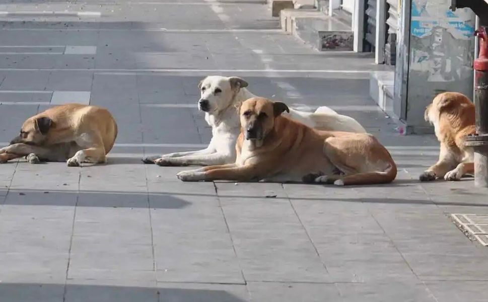 Sokak Hayvanlarını Topluyorlar!