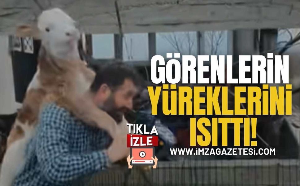 Yeni Doğan Minik Buzağını Sırtında Taşıması Görülmeye Değer!