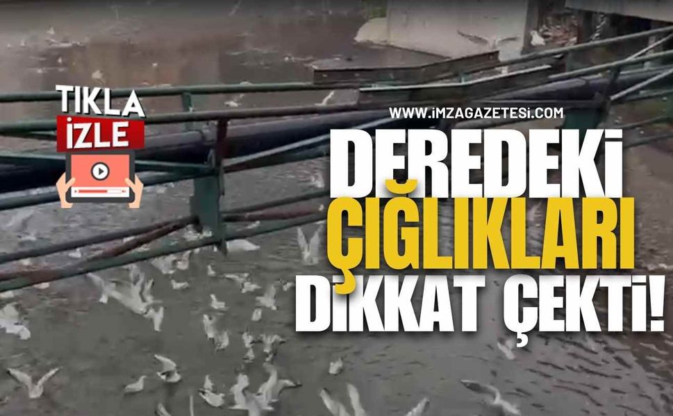 Deredeki Çığlıkları Dikkat Çekti!