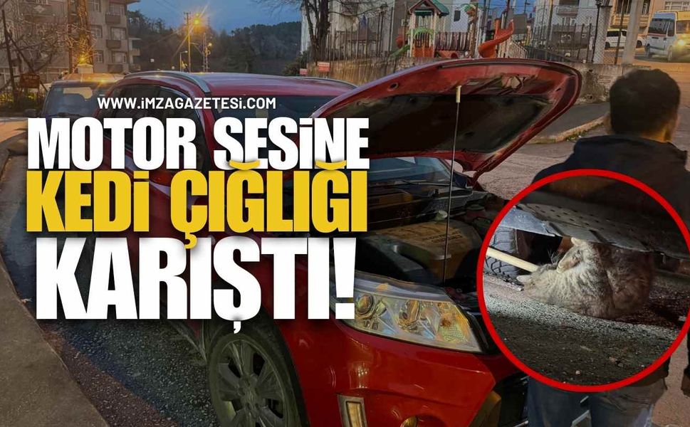 Motor Sesine Kedi Çığlığı Karıştı!