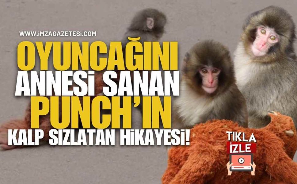 Oyuncağını Annesi Sanan Bebek Maymun Punch’ın Kalp Sızlatan Hikayesi!