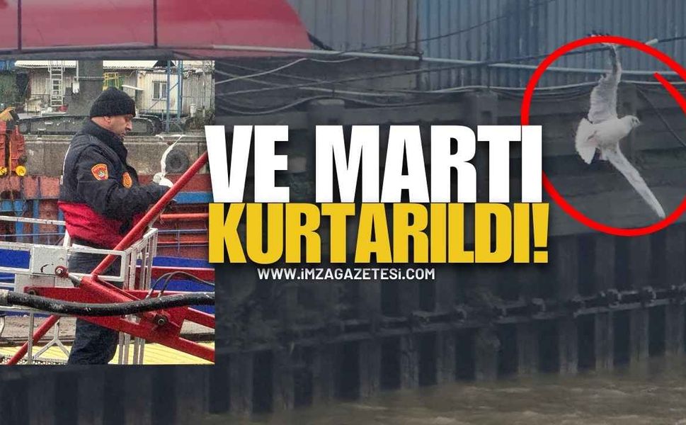 Zonguldak Limanı’nda Tellerde Mahsur Kalan Martı Kurtarıldı!