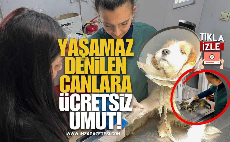 “Yaşamaz” Denilen Canlara Ücretsiz Umut! Zonguldak’ta 10 Bin Sokak Hayvanı Hayata Tutundu!
