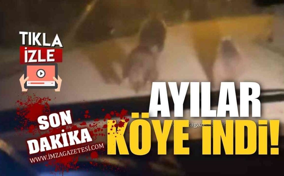 Zonguldak'ta Aç Kalan Ayılar Köye İndi! Böyle Görüntülendi!