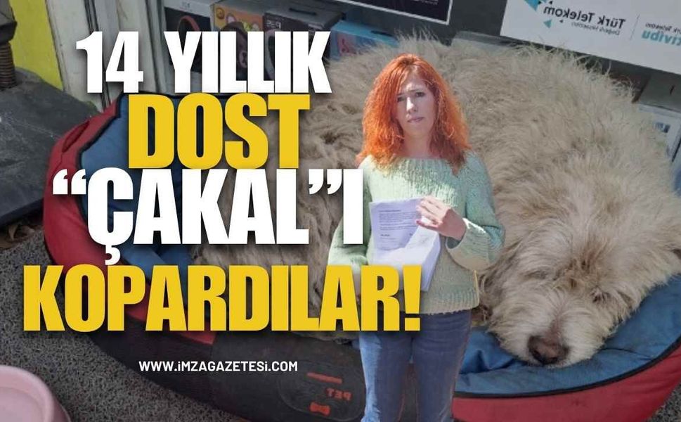 Çaycuma'da 14 Yıllık Dost "Çakal"ı Kopardılar! Mahallenin Maskotu Çakal'ı Geri Verin!