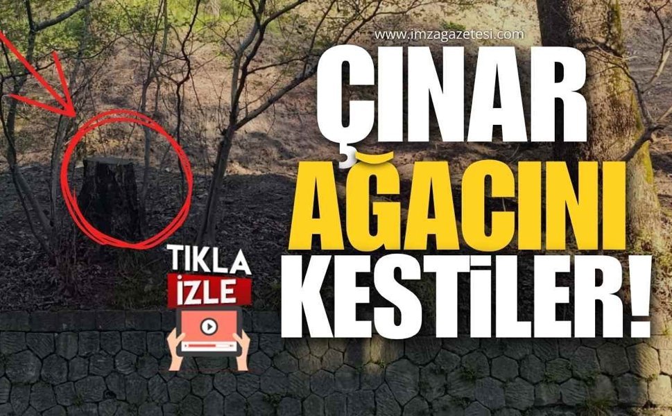 Çınar Ağacının Kesilmesi Tepki Çekti!