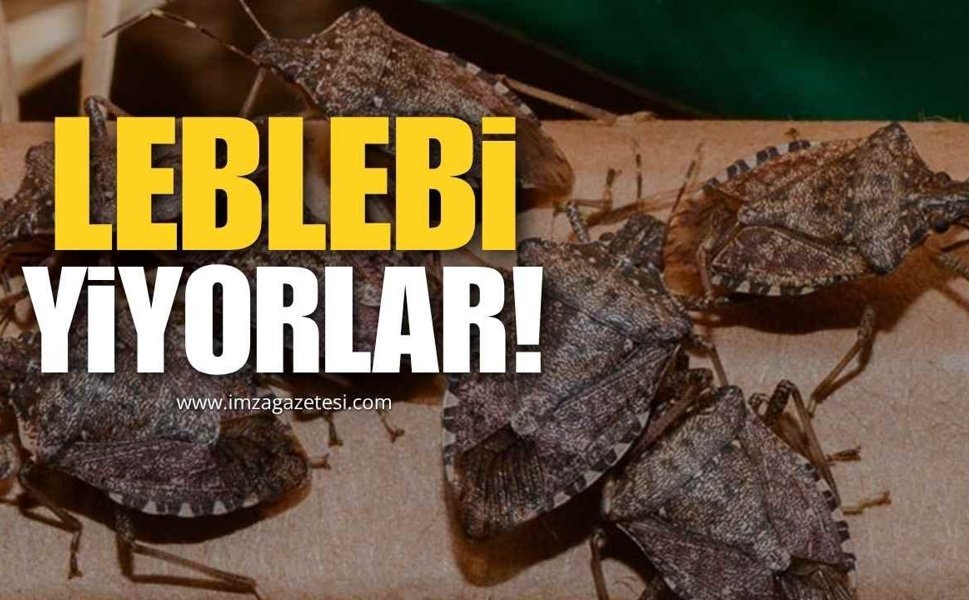 Kahverengi Kokarcayı Leblebi Gibi Yiyorlar!