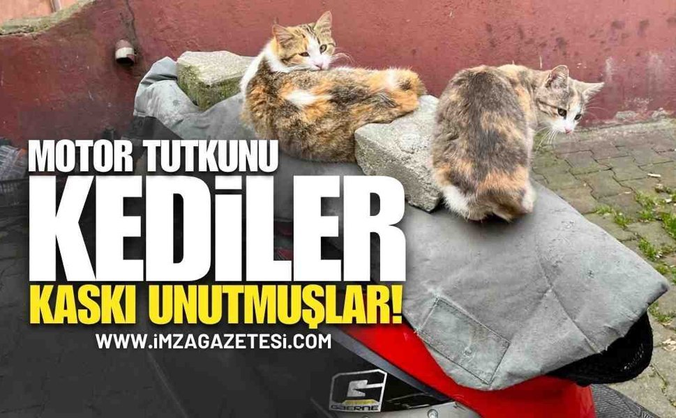 Motosiklet Tutkunu Kediler Kasklarını Takmayı Unutmuşlar!