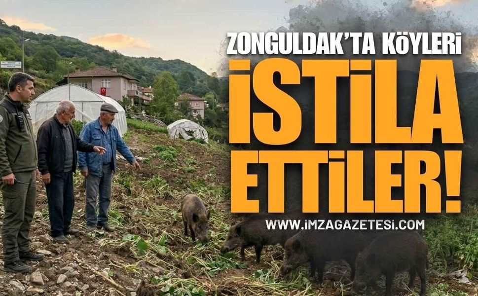Zonguldak Köylerini İstila Ettiler! Seralar Savaş Alanına Döndü, Vatandaş Çözüm Bekliyor!