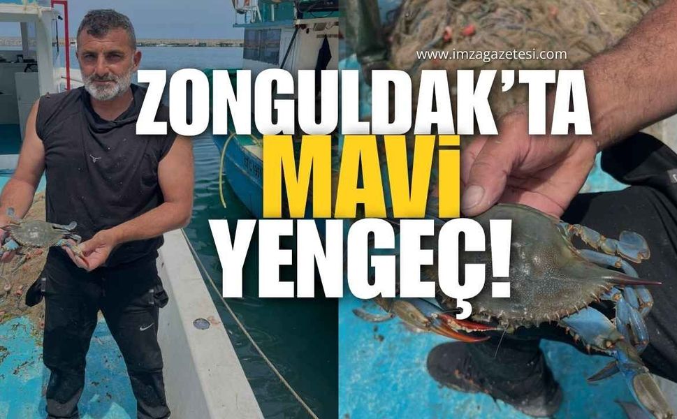 Zonguldak’ta Mavi Yengeç!