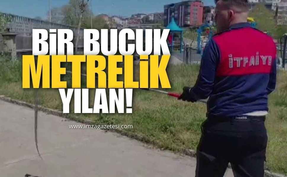 Alaplı'da Dernek Binasına Girmeye Çalışan 1,5 Metrelik Yılan Yakalandı